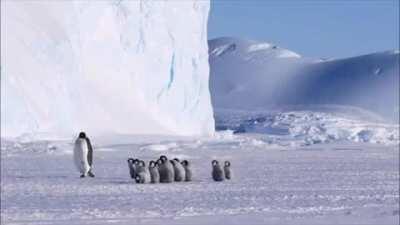 Baby penguins on their first excursion