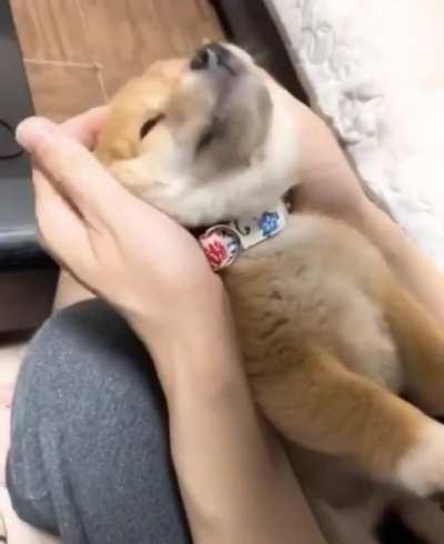 Puppy really felt that beat switch