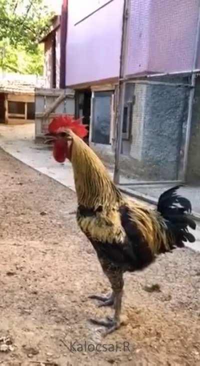 Good mooooorning everyone!