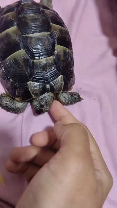 My sleepy baby rock 🐢💤 she's the cutest 🧡