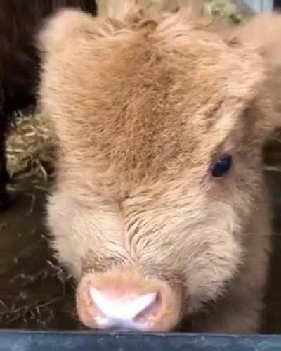 Far too adorable wee baby calf only two weeks old 😍😍 I wanted to take her home 💖