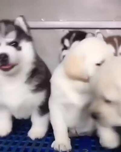 If I ignore them they will go away