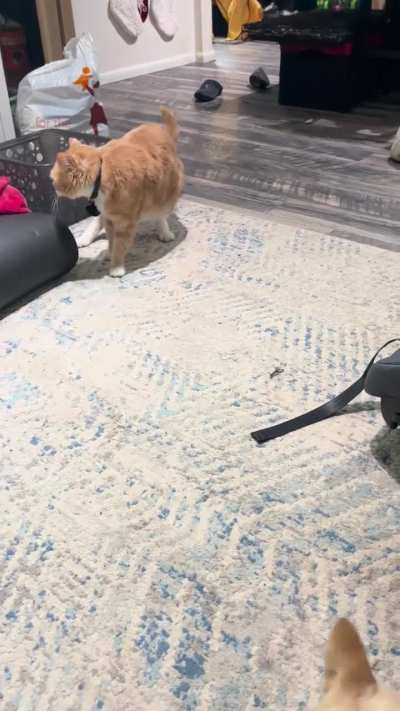 Orange boy meeting my newborn 😂