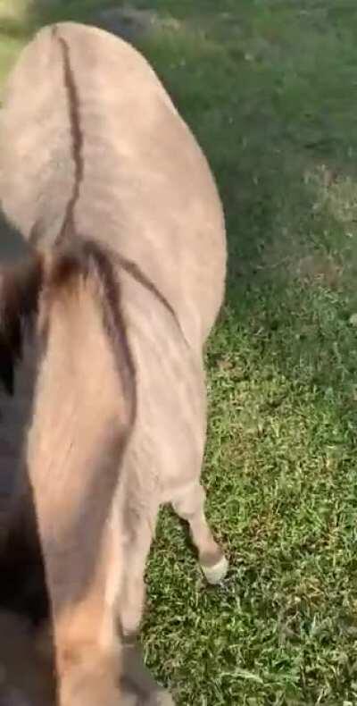 Donkey's happy to see his friend
