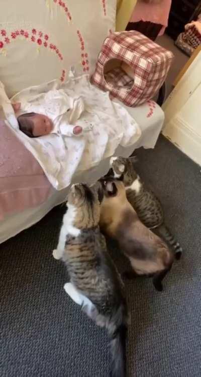 They are puzzled by the little human 