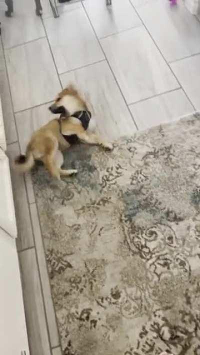 An older video of when I first put on his Ruffwear harness… I don’t think he liked it at first….