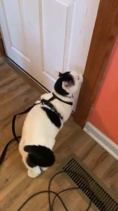 For those who liked Siri’s yelling, here’s her big brother Binx yelling to get his daily walk!