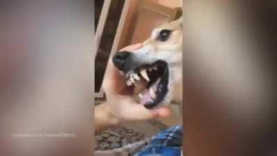 Rammstein - Du Hast (Animal Cover)