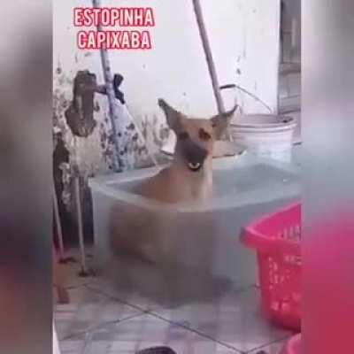 This happy bath time.