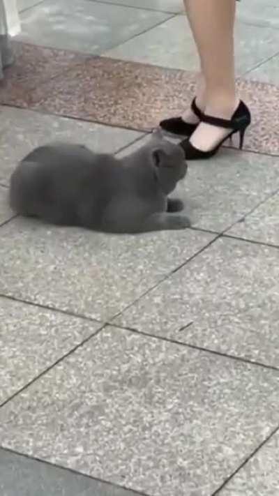 When two cat meet each other