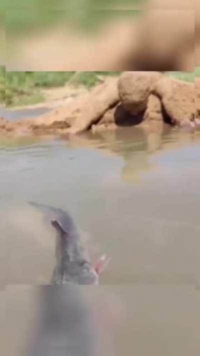 How this man catches fish