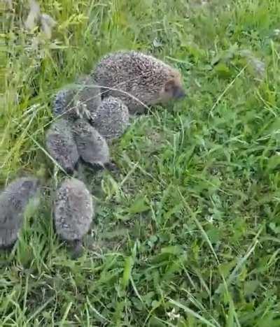 Hedgehogs have gestational periods ranging from 35 to 58 days, depending on the species, and they typically have from 3 to 6 babies, called hoglets. This hedgehog mom walks slowly enough to make sure her 7 hoglets are able to keep up with her.