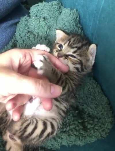 I think Fae, my latest rescue, belongs here. This criminal was detained at just 5 days old after being abandoned.