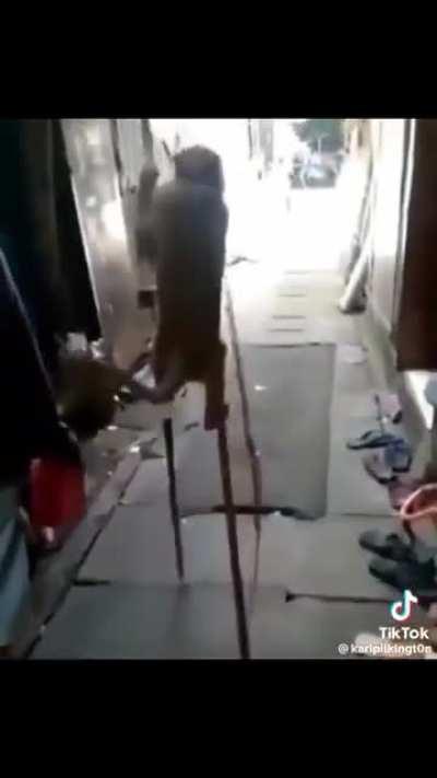 They know how to use stilts