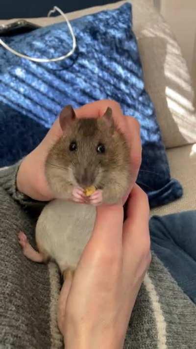 the only time I can get decent videos/photos of Scout is when she’s eating (sound on for maximum cronch)