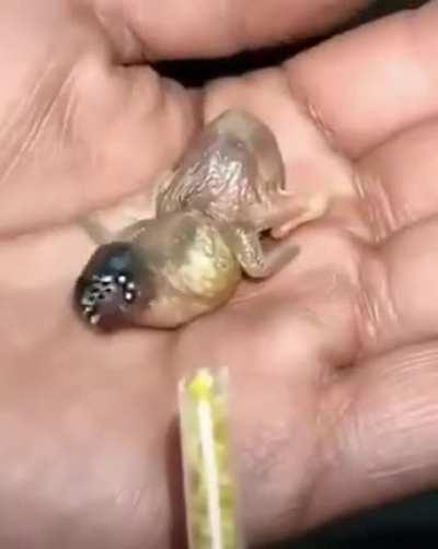 🔥 This Gouldian Finch chick