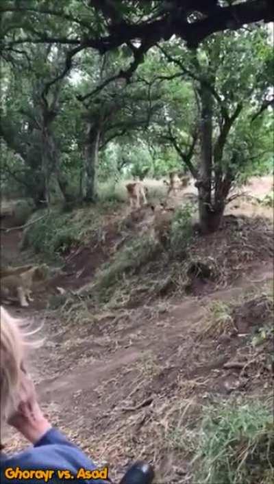 These two honey badgers decide to take on a group of SEVEN lions.