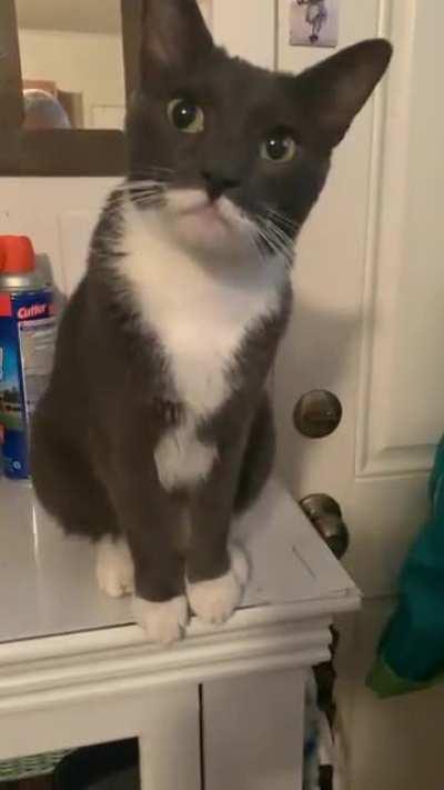 Spirit is very”spirited” when he wants OUT NOW!!