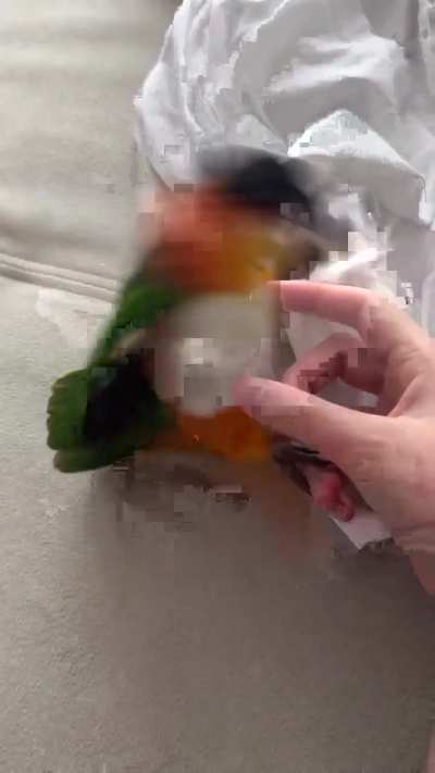 My parrot doing sit up