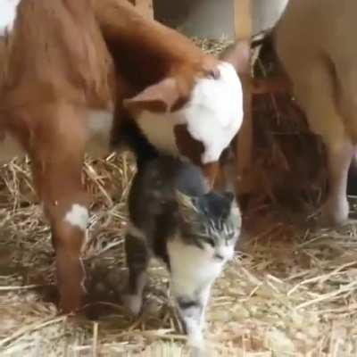 Cows are the most gentle animal. Can be friends to all easily