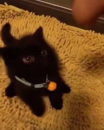 Tiniest kitten I've ever seen