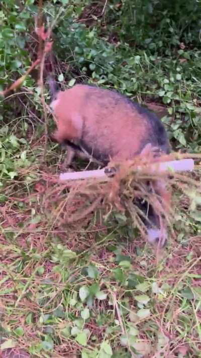 This is my “special” goat.