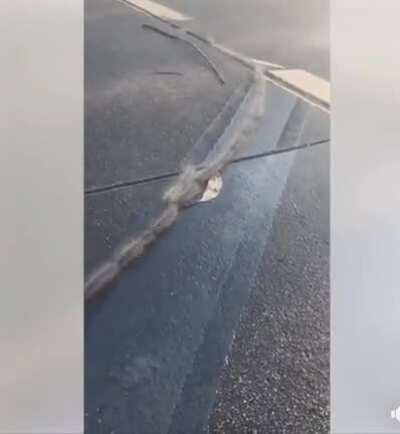 🔥 Oak caterpillars know how to form a line and even merge.