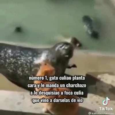 Top 3 gatos mas conchesumare del mundo Pt.2