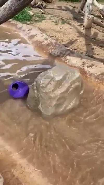 This otter played way too much Metal Gear