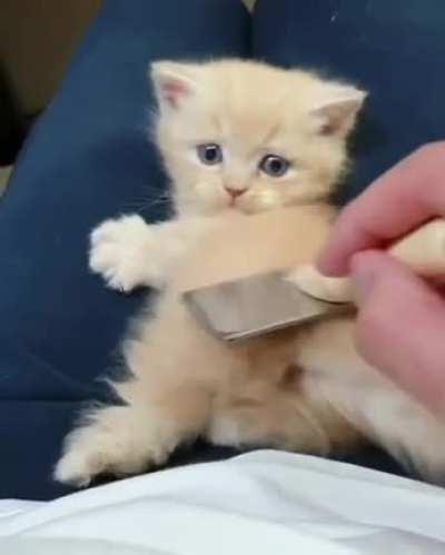 Brushing kitty