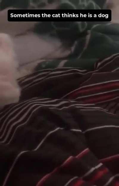 Sometimes the cat thinks he's a dog😂😂