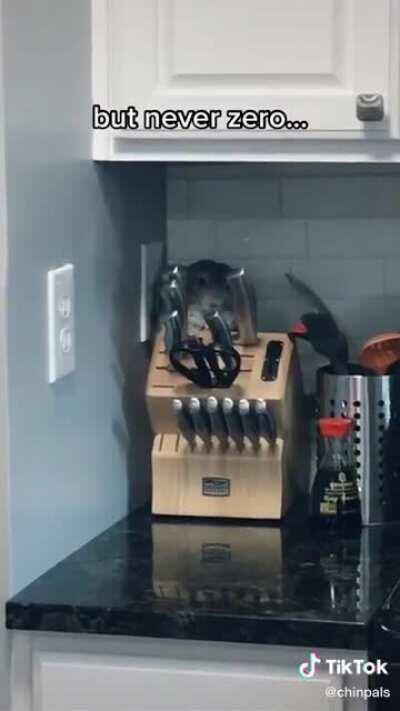 The chances of your chinchilla killing you are low...