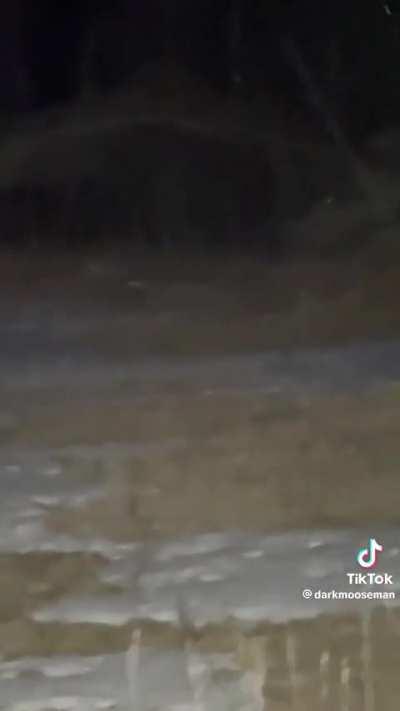 I Killed a Skinwalker (footage)