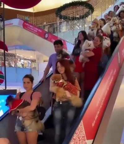 A Pomeranians meeting in Brazil 😍