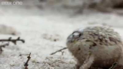 *angry Faris nyoises