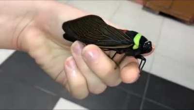 This cicada looks like a well-made toy.