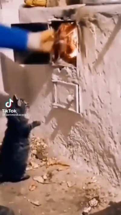 curiosity kill the cat