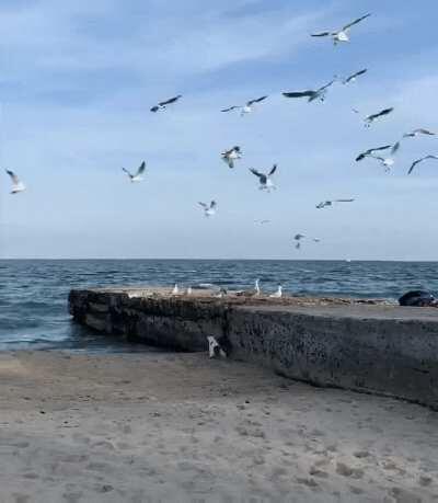 Cat hunting a sea gull