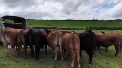 Samson, a breeding bull for hire, is greeted by a pasture full of cows.(No Context)