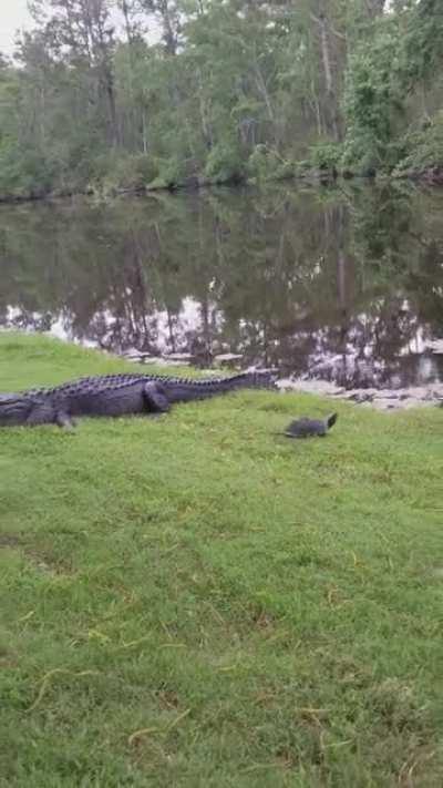 See ya later alligator