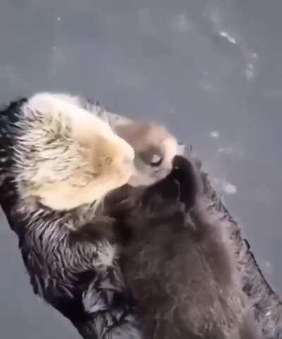 🔥 Momma sea otter making sure her pup is comfy 🔥