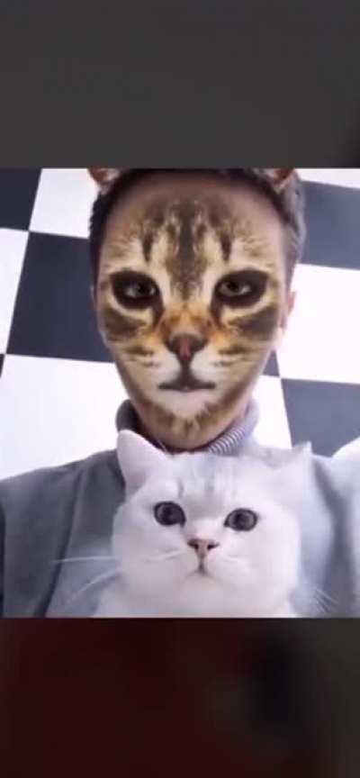 Cats reacting to a cat filter. (similar to mirror test)