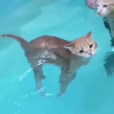 Learning to swim