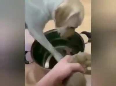 dOggO sAcRiFiCeS iTseLf tO sAve yOunGLiNg