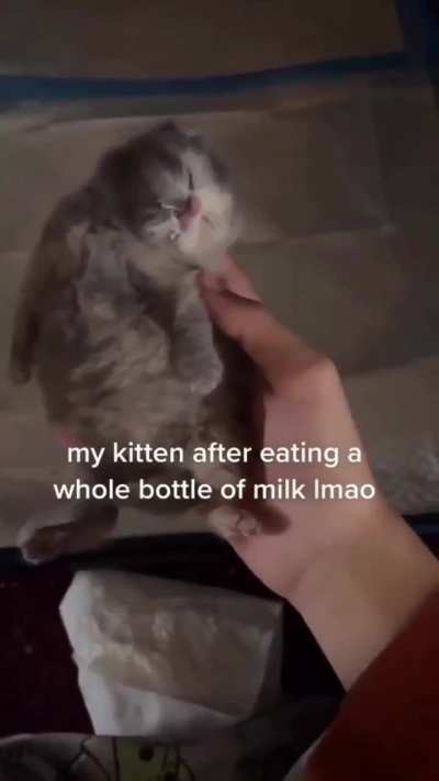 Zonked out Clammy Cat