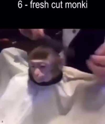 Top 🔟🐒