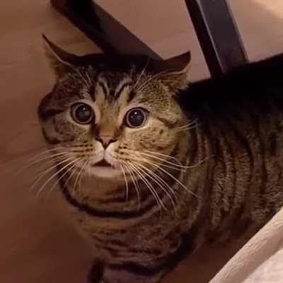 Ну накормите же кота!