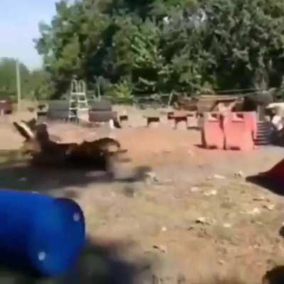 Coming in hot! Pup does an impressive takedown. INCOMING!!!