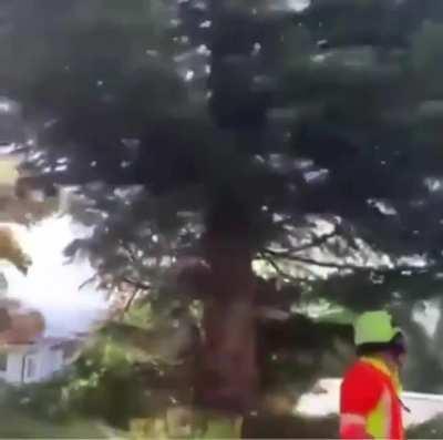 To prevent trees from exploding, people in europe cut them, so they can fly away