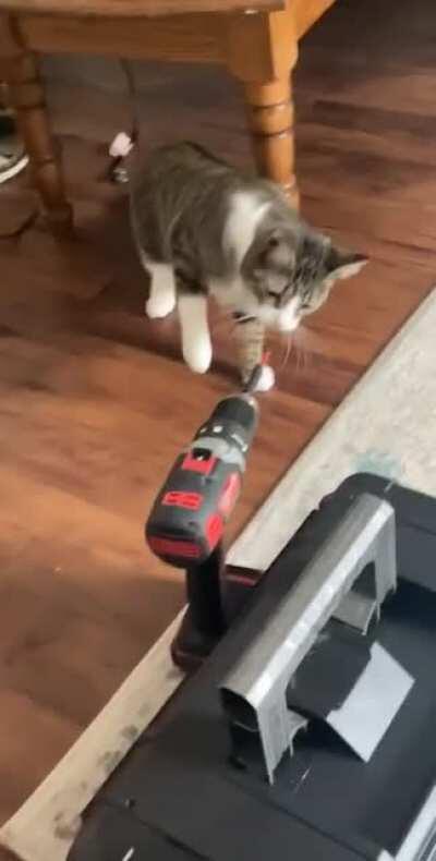 frankie is not a fan of drills